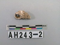 藏品(螺)的圖片